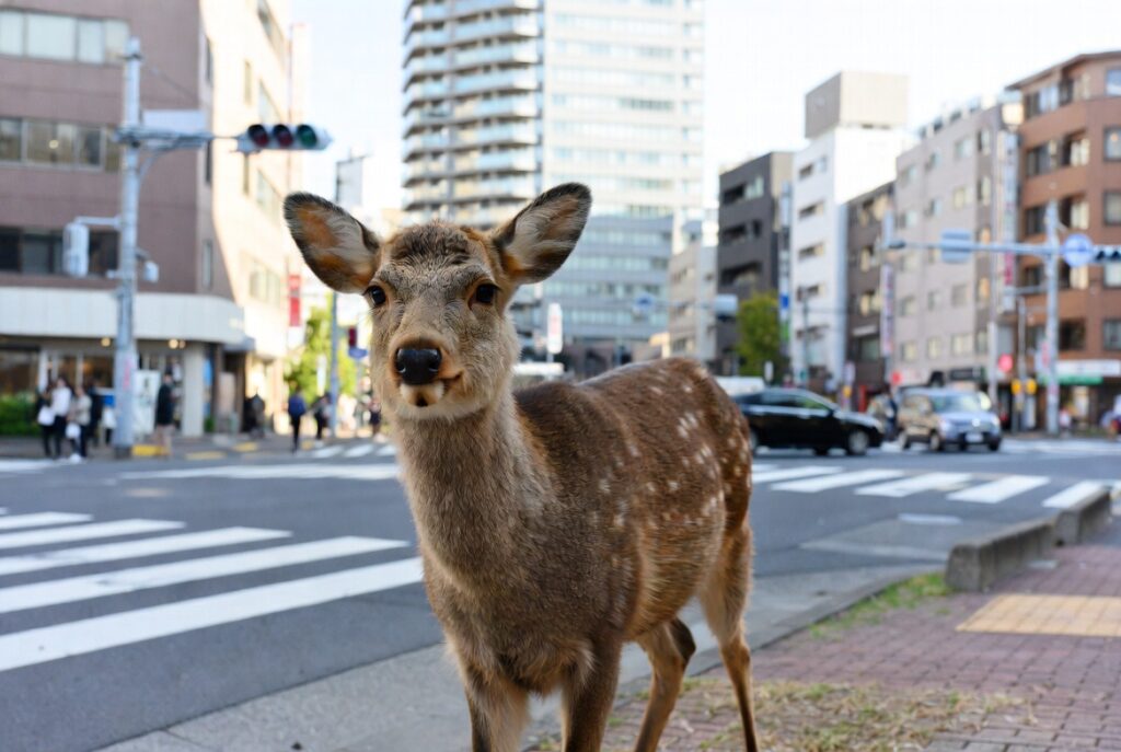 大阪の市街地に迷い込んだ子ジカ、新しい家と新しい名前、そしておやつ食べ放題の暮らしを手に入れる!