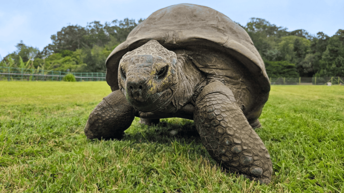セントヘレナ島のプランテーション・ハウスで暮らす超高齢のアルダブラゾウガメ、ジョナサン
