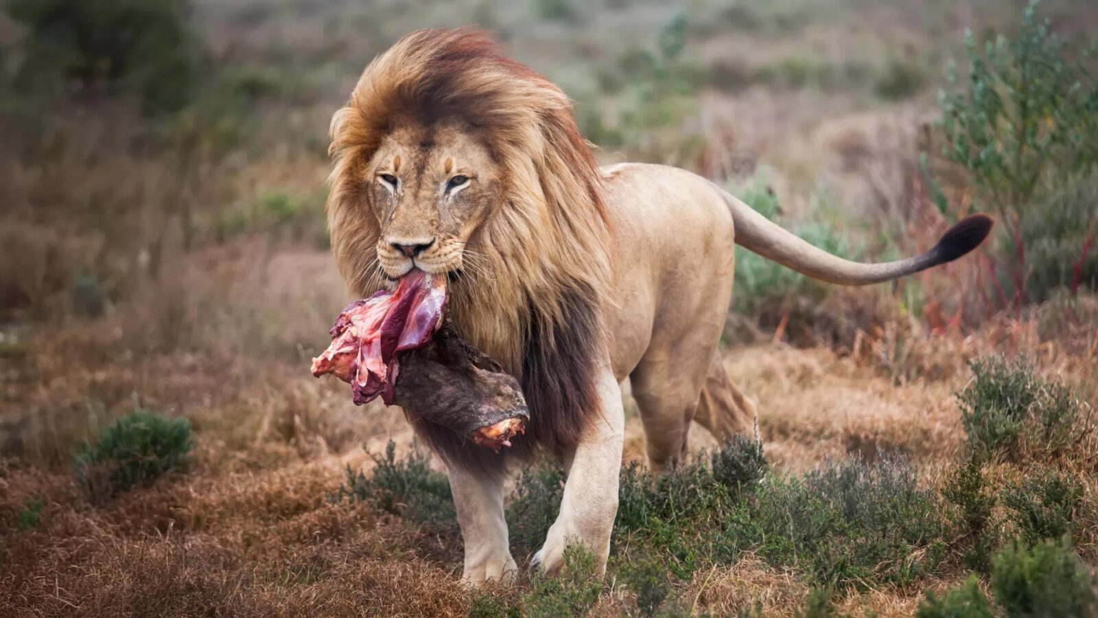 大きな肉の塊を食べるアフリカライオン