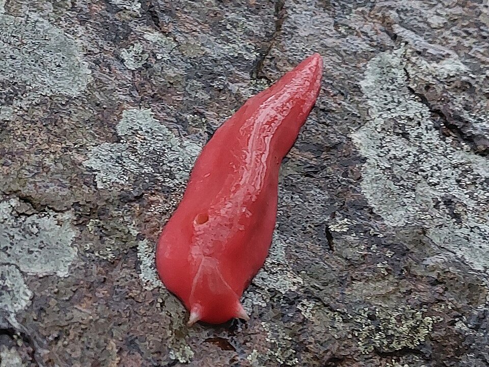 全身が蛍光ピンクのカプタ山ピンクナメクジ