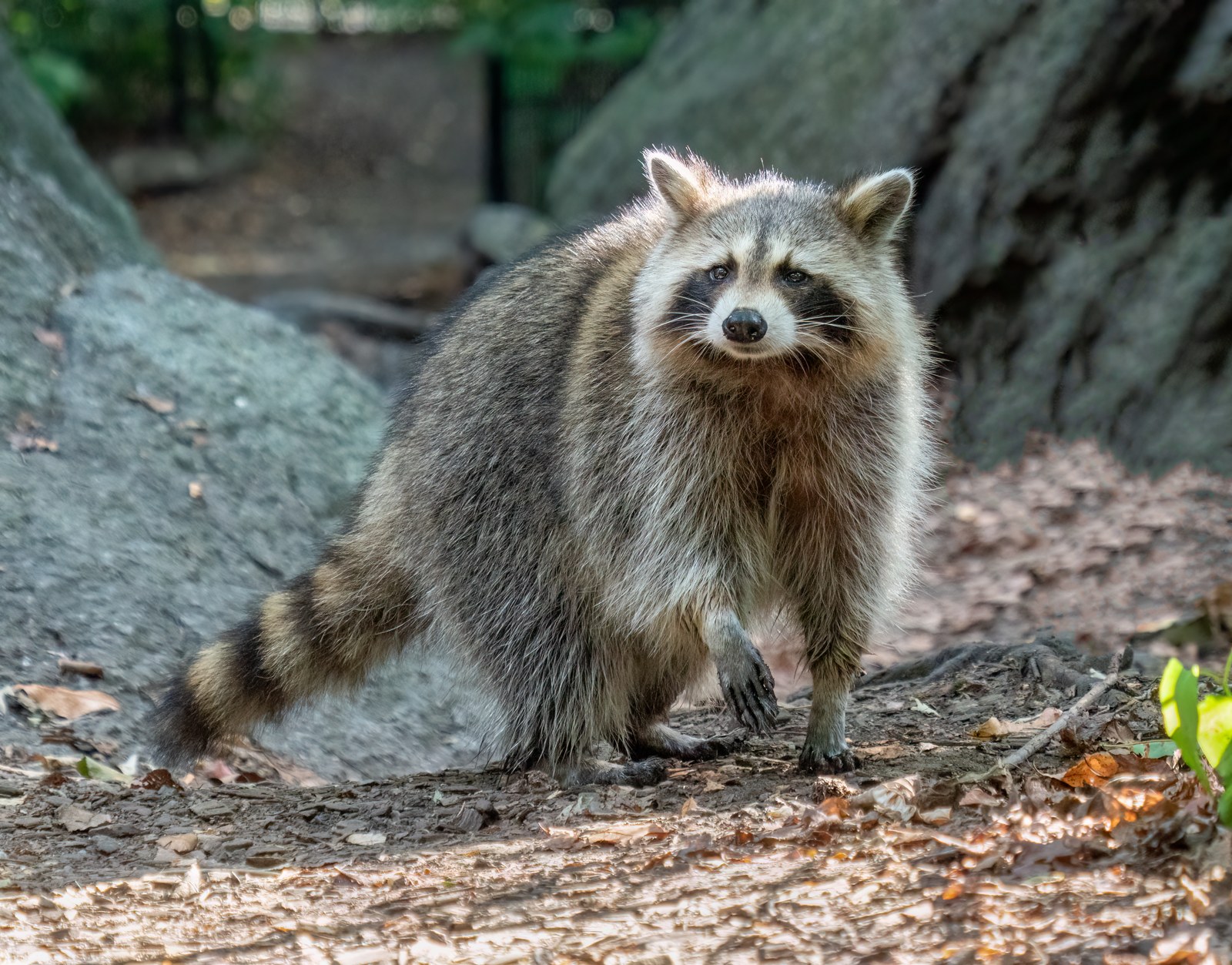 ニューヨークのセントラルパークにいるアライグマ(資料写真)
